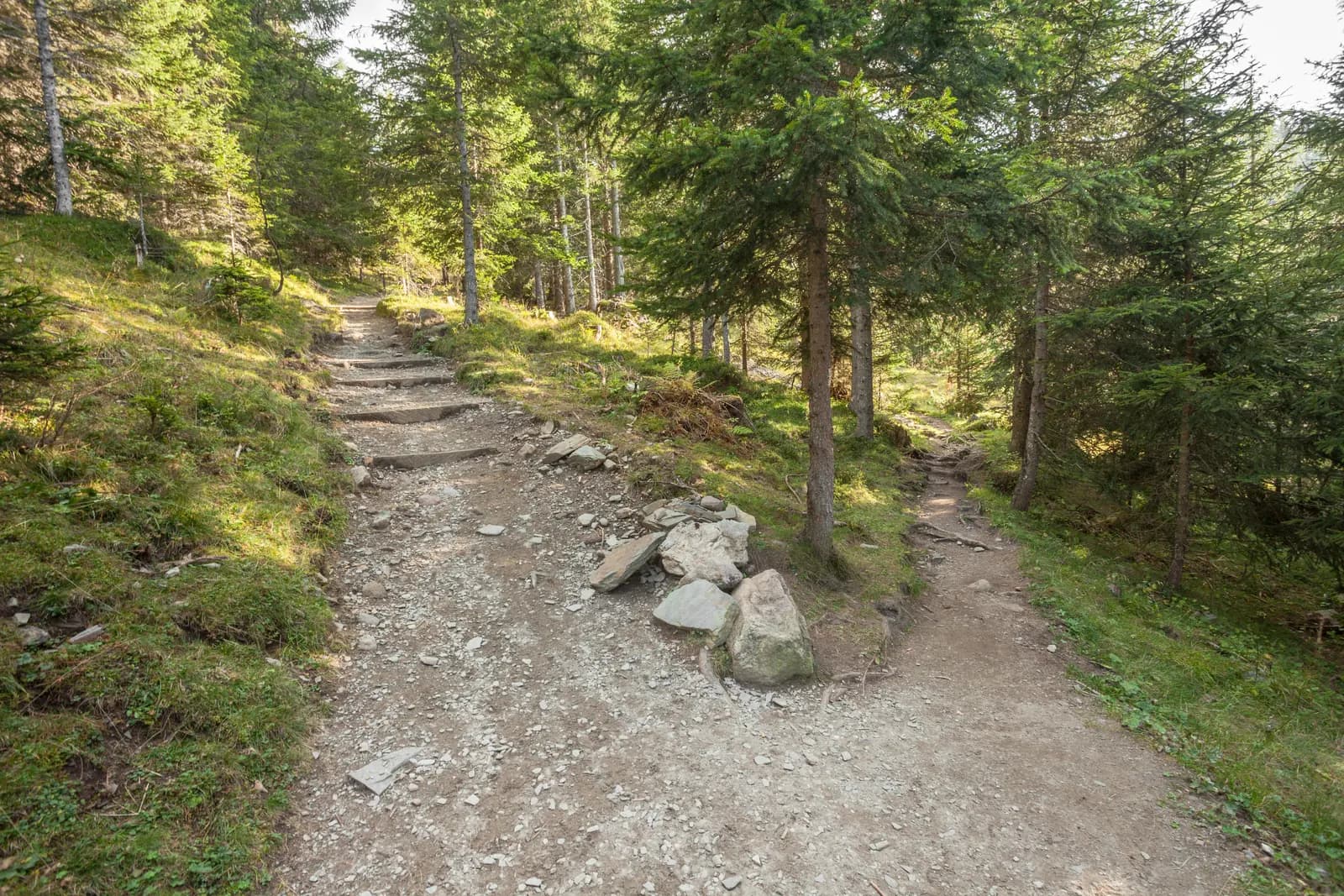 A gravel trail in an evergreen forest that splits in two around a pile of rocks