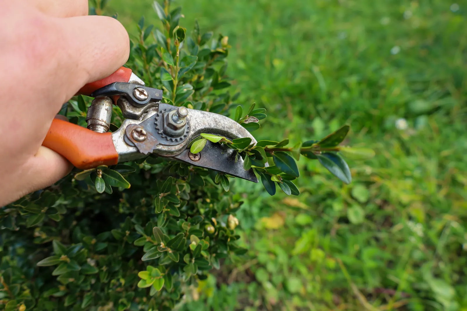 A hand trimming a boxwood shrub with orange-handled pruning shears